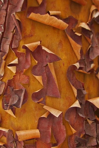 Washington Detail of Pacific madrona tree bark